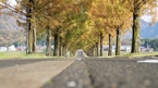 Metasequoia row of trees：メタセコイヤ並木
